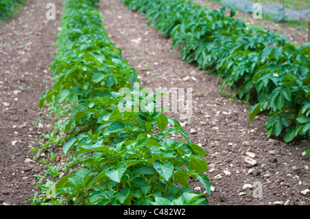 Deux rangées de plants de pommes de terre poussant dans un potager formel Banque D'Images