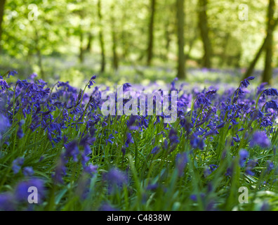 Gros plan de bluecloches sauvages fleurs bleues fleuries dans Printemps à Woodland près de Pockley North Yorkshire Angleterre United Royaume GB Grande-Bretagne Banque D'Images