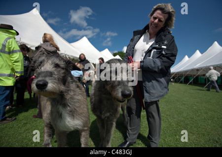 Chiens de loup lors d'une exposition canine en Ecosse Banque D'Images