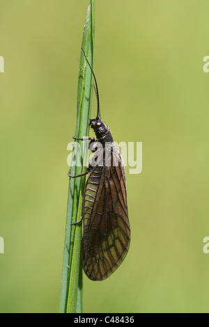 Sialis lutaria Alder Fly, Lancashire, UK Banque D'Images