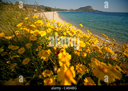 Fleurs sauvages jaune à la plage de Toroni, Sithonia, Grèce Banque D'Images
