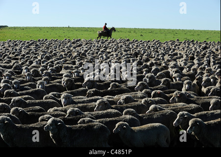 L'agriculture de l'Uruguay et de l'élevage de chevaux et Gauchos , avec des moutons mérinos sur bovins grasslands Banque D'Images