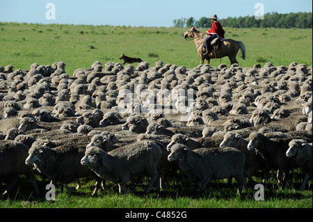 L'agriculture de l'Uruguay et de l'élevage de chevaux et Gauchos , avec des moutons mérinos sur bovins grasslands Banque D'Images