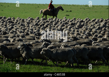 L'agriculture de l'Uruguay et de l'élevage de chevaux et Gauchos , avec des moutons mérinos sur bovins grasslands Banque D'Images