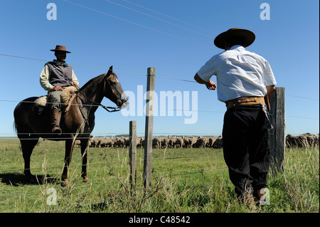 L'agriculture de l'Uruguay et de l'élevage de chevaux et Gauchos , avec des moutons mérinos sur bovins grasslands Banque D'Images