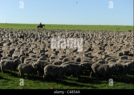L'agriculture de l'Uruguay et de l'élevage de chevaux et Gauchos , avec des moutons mérinos sur bovins grasslands Banque D'Images