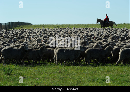 L'agriculture de l'Uruguay et de l'élevage de chevaux et Gauchos , avec des moutons mérinos sur bovins grasslands Banque D'Images