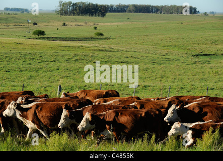 L'agriculture de l'Uruguay et de l'élevage de bovins sur les prairies , vache Banque D'Images