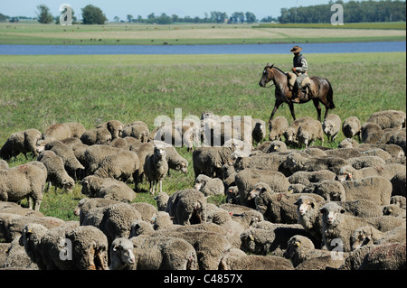 L'agriculture de l'Uruguay et de l'élevage de chevaux et Gauchos , avec des moutons mérinos sur bovins grasslands Banque D'Images