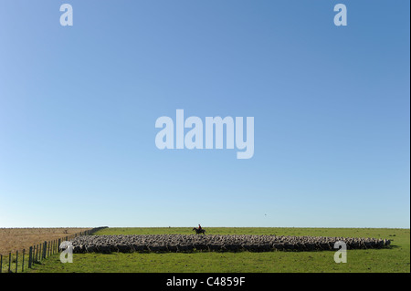 L'agriculture de l'Uruguay et de l'élevage de chevaux et Gauchos , avec des moutons mérinos sur bovins grasslands Banque D'Images