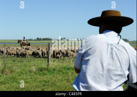 L'agriculture de l'Uruguay et de l'élevage de chevaux et Gauchos , avec des moutons mérinos sur bovins grasslands Banque D'Images