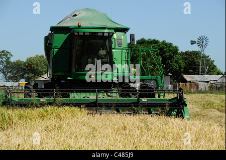 L'URUGUAY Bella Uniòn , 2100 hectares ferme près de fleuve Uruguay, la récolte de riz avec une moissonneuse-batteuse John Deere Banque D'Images