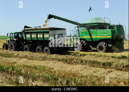 L'URUGUAY Bella Uniòn , 2100 hectares ferme près de fleuve Uruguay, la récolte de riz avec une moissonneuse-batteuse John Deere Banque D'Images