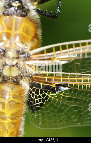 Quatre Spotted Chaser Dragonfly Libellula Aquadrimaculata Banque D'Images