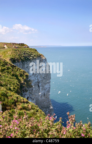 Falaises de Bempton East Riding of Yorkshire Angleterre Banque D'Images