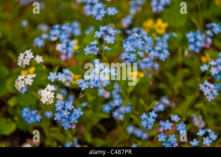 Myosotis Banque D'Images