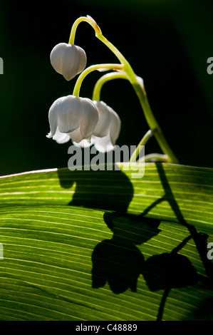 Convallaria majalis, Maigloeckchen, le muguet, Rena, Hedmark, Norvège Banque D'Images