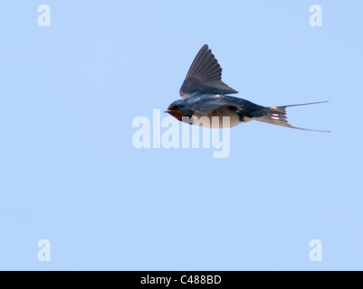 Swallow (Hirundo rustica) en vol sur fond de ciel bleu Banque D'Images