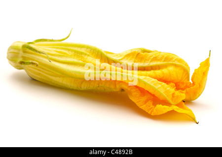 Fleur de courgette jaune sur fond blanc Banque D'Images