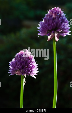 La ciboulette (Alium schoenoprasum) gros plan de fleurs jardin éclairé Adel West Yorkshire Leeds England UK Europe Banque D'Images