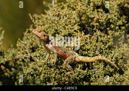 Le rock sudiste, Agama agama Agama, Knobel, atra, knobeli Goegap Nature Reserve, le Namaqualand, Afrique du Sud Banque D'Images