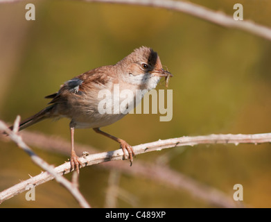 Fauvette grisette (Sylvia communis) avec de la nourriture pour les jeunes Banque D'Images