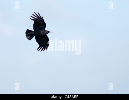 (Pyrrhocorax pyrrhocorax Chough) en vol sur fond de ciel bleu, Pembrokeshire, Pays de Galles Banque D'Images