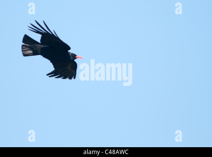 (Pyrrhocorax pyrrhocorax Chough) en vol sur fond de ciel bleu, Pembrokeshire, Pays de Galles Banque D'Images