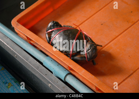 Les crabes, Chinatown Bangkok Thailande Asie Banque D'Images