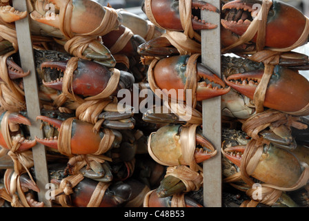 Les crabes, Chinatown Bangkok Thailande Asie Banque D'Images