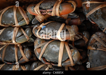 Les crabes, Chinatown Bangkok Thailande Asie Banque D'Images