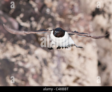 Petit pingouin (Alca torda) en vol sur l'île de Skomer, Pembrokeshire, Pays de Galles Banque D'Images