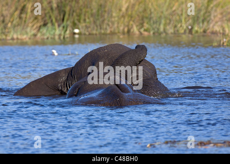 Afrikanische Elefanten (Loxodonta africana) beim Spielen im Wasser, Savuti, Botswana, Afrika Banque D'Images