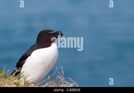 Perché Petit pingouin (Alca torda) sur l'île de Skomer, Pembrokeshire, Pays de Galles Banque D'Images