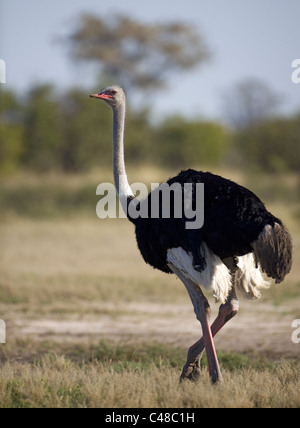 Afrikanischer Strauß (Struthio camelus), Parc National de Chobe, Savuti, Botswana, Afrika Banque D'Images