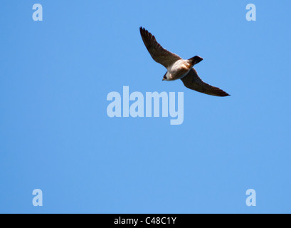 Le faucon pèlerin (Falco peregrinus) encerclant dans ciel à la recherche de proies ci-dessous au large de la côte du Pembrokeshire au Pays de Galles Banque D'Images