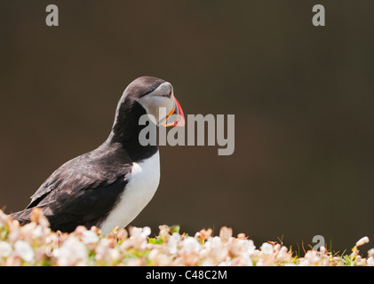 Perché Macareux moine (Fratercula arctica) sur Skomer Island au large de la côte du Pembrokeshire au Pays de Galles Banque D'Images