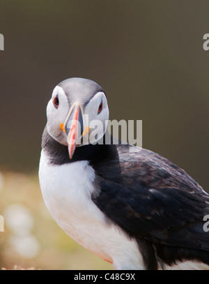 Perché Macareux moine (Fratercula arctica) sur Skomer Island au large de la côte du Pembrokeshire au Pays de Galles Banque D'Images