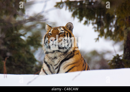 Sibirischer, Amurtiger tigre (Panthera tigris altaica) Banque D'Images