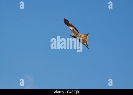 Le cerf-volant rouge au centre d'alimentation près de Llanddeusant Carmarthenshire au Pays de Galles. 116255 Red Kite Banque D'Images