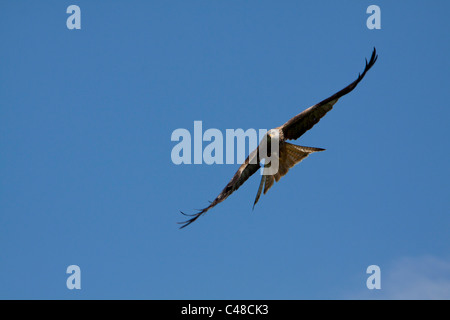 Le cerf-volant rouge au centre d'alimentation près de Llanddeusant Carmarthenshire au Pays de Galles. 116272 Red Kite Banque D'Images