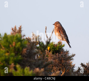 Perché (Carduelis cannabina Linnet femelle) sur le dessus de l'ajonc bush dans golden Morning Light, Pembrokeshire, Pays de Galles Banque D'Images