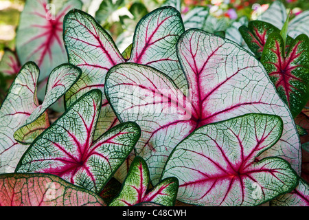 Caladium, de la famille Araceae. Connu sous le nom commun de l'oreille de l'éléphant, Coeur de Jésus, et d'ailes d'Ange Banque D'Images