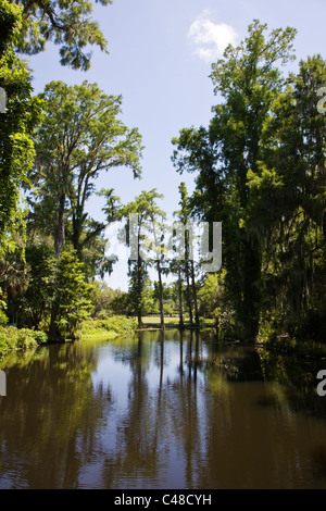 Étang et arbres de cyprès chauve dans les jardins au Magnolia Plantation & Gardens, près de Charleston, Caroline du Sud, USA Banque D'Images