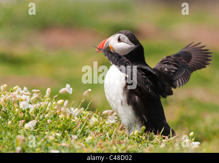 Macareux moine (Fratercula arctica) sur Skomer Island au large de la côte du Pembrokeshire au Pays de Galles Banque D'Images