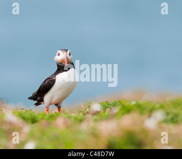 Perché sur l'île de Skomer Macareux de l'Atlantique au large de la côte du Pembrokeshire au Pays de Galles Banque D'Images