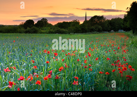 Champ de pavot Tetbury Banque D'Images