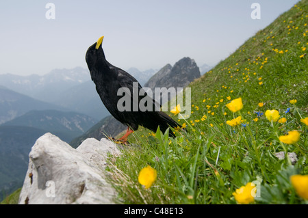 Pyrrhocorax graculus, Alpendohle, Alpine Chough, Braunschweiger Karwendelspitze, Mittenwald, Bayern, Bavière, Allemagne, Allemagne Banque D'Images