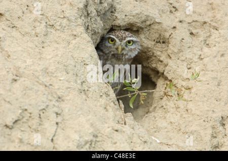 Steinkauz, Chouette chevêche, Athene noctua, Pleven, Bulgarie, Bulgarie Banque D'Images