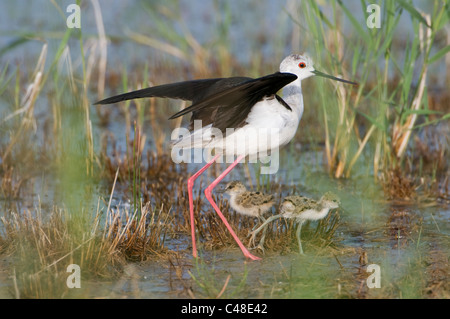 Stelzenlaeufer, Himantopus himantopus mit Jungen, Black-winged Stilt, avec les jeunes, Lac, Oesterreich, Autriche Banque D'Images